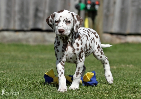 Christi ORMOND Chocolate Crispy - Female | colour white - liver (collar pink)