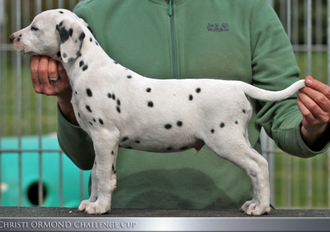 Christi ORMOND Challenge Cup - Male | colour white - black (collar gray)