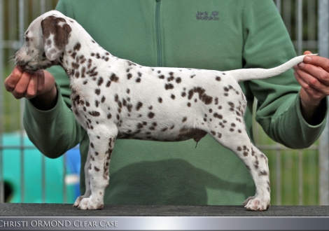 Christi ORMOND Clear Case - Male | colour white - liver (collar light blue)