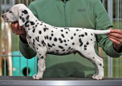 Christi ORMOND Celtic Cross - Male | colour white - black (collar green)