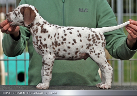 Christi ORMOND Caramel Cream - Male | colour white - liver (collar brown)