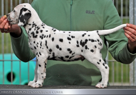 Christi ORMOND Camouflage Cover - Male | colour white - black (collar black)