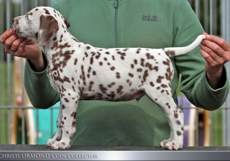 Christi ORMOND Coin Collector - Male | colour white - liver (collar dark blue)