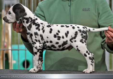 Christi ORMOND Circus Clown - Male | colour white - black (collar yellow)