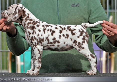 Christi ORMOND Chocolate Crispy - Female | colour white - liver (collar pink)