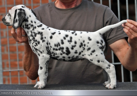 Christi ORMOND Day Dreamer | male, colour white - black