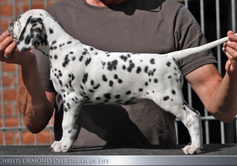 Christi ORMOND Deep Dream of Life | female, colour white - black