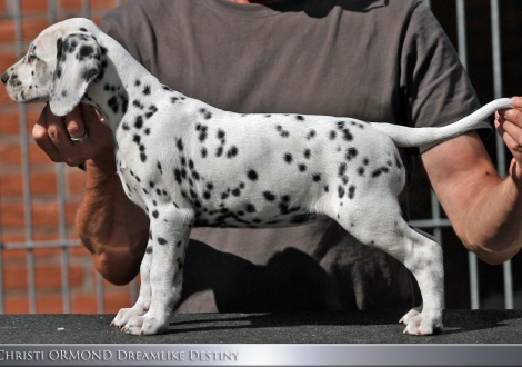 Christi ORMOND Dreamlike Destiny | female, colour white - black