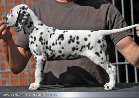 Christi ORMOND Diamond Dots | female, colour white - black