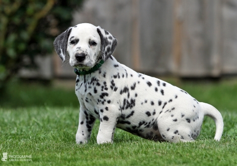 Male, colour white - black (collar green)