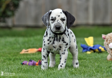 Male, colour white - black (collar black)