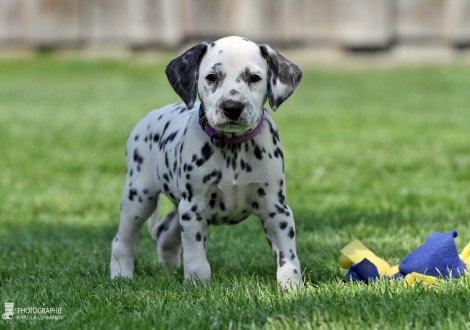 Female, colour white - black (collar purple)