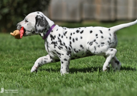 Female, colour white - black (collar purple)