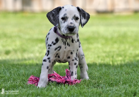 Female, colour white - black (collar purple)