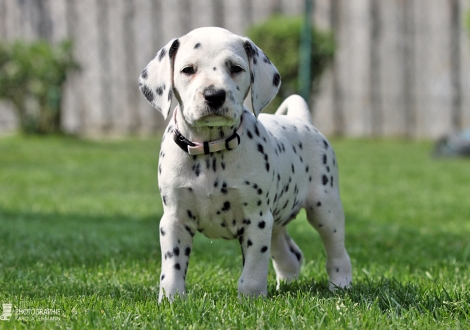 Female, colour white - black (collar pink)