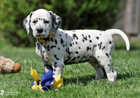 Female, colour white - black (collar yellow)