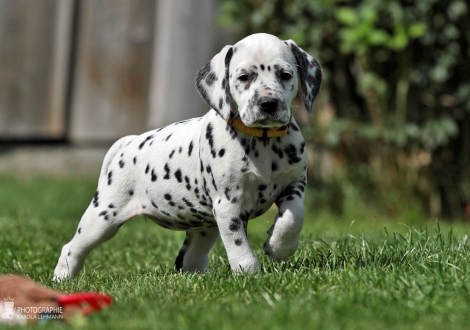 Female, colour white - black (collar yellow)