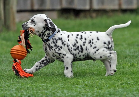 Christi ORMOND Day Dreamer | male, colour white - black (collar blue)