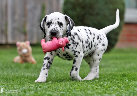 Christi ORMOND Day Dreamer | male, colour white - black (collar blue)