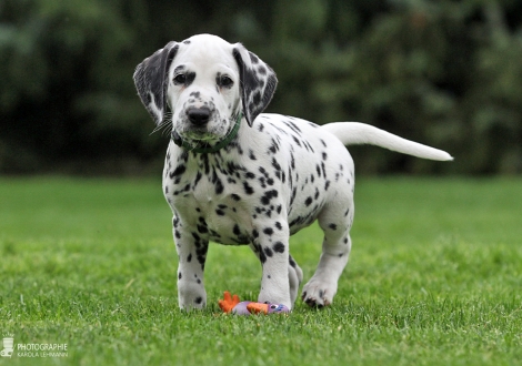 Christi ORMOND Delicious Donut | male, colour white - black (collar green)