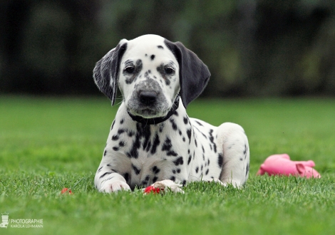 Christi ORMOND Deep Drop | male, colour white - black (collar black)