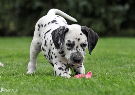 Christi ORMOND Deep Drop | male, colour white - black (collar black)