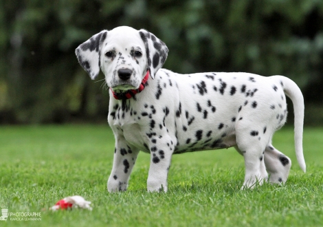 Christi ORMOND Deep Dream of Life | female, colour white - black (collar red)