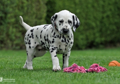 Christi ORMOND Droplet Deluxe | female, colour white - black (collar orange)