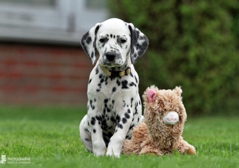 Christi ORMOND Diamond Dots | female, colour white - black (collar yellow)