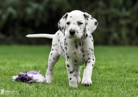 Christi ORMOND Dreamlike Destiny | female, colour white - black (collar pink)