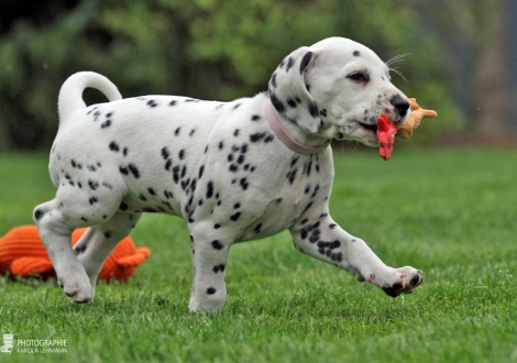 Christi ORMOND Dreamlike Destiny | female, colour white - black (collar pink)