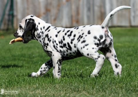 Christi ORMOND Day Dreamer | male, colour white - black (collar blue)