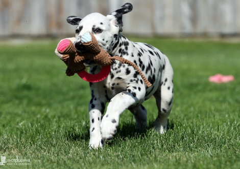 Christi ORMOND Delicious Donut | male, colour white - black (collar green)