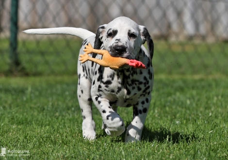 Christi ORMOND Delicious Donut | male, colour white - black (collar green)