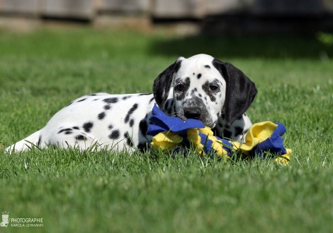 Christi ORMOND Deep Drop | male, colour white - black (collar black)