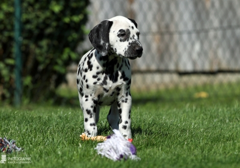 Christi ORMOND Deep Drop | male, colour white - black (collar black)