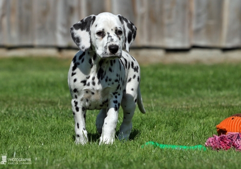 Christi ORMOND Deep Dream of Life | female, colour white - black (collar red)