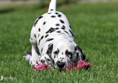 Christi ORMOND Droplet Deluxe | female, colour white - black (collar orange)