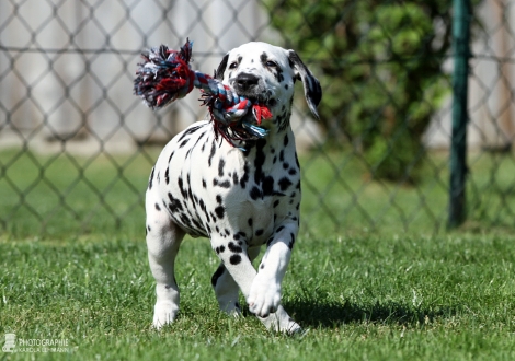 Christi ORMOND Droplet Deluxe | female, colour white - black (collar orange)