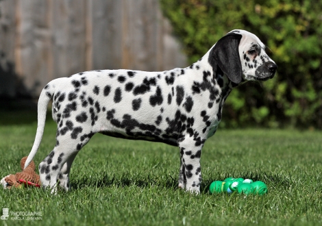 Christi ORMOND Double Dot | female, colour white - black (collar brown)