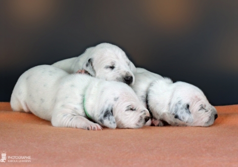Impression Christi ORMOND DD - Litter 1st week of life - males -