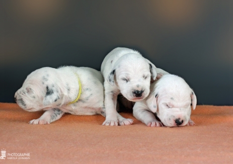 Impression Christi ORMOND DD - Litter 1st week of life - females -