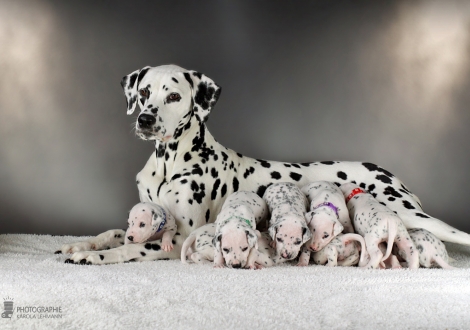 Christi ORMOND Real Diamond with her Christi ORMOND EE - Litter 3rd week of life