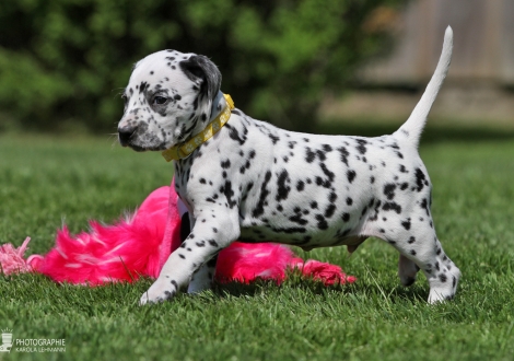 Male, colour white - black (collar yellow)