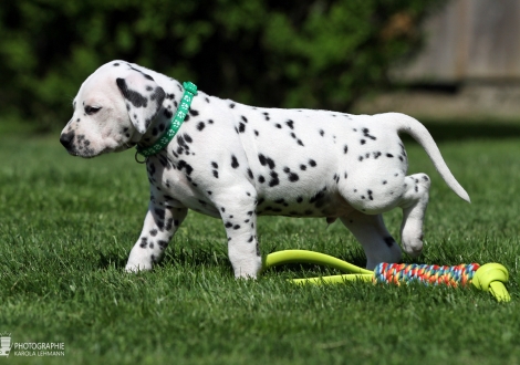 Male, colour white - black (collar green)