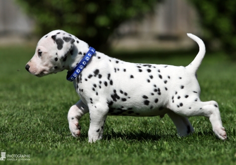 Male, colour white - black (collar blue)