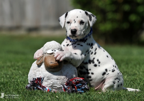 Male, colour white - black (collar blue)