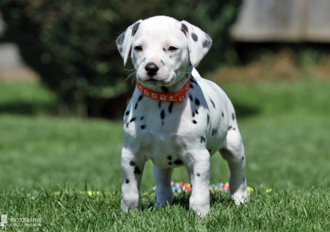 Female, colour white - black (collar orange)