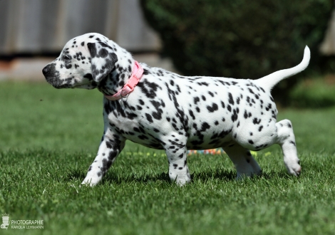 Female, colour white - black (collar light pink)