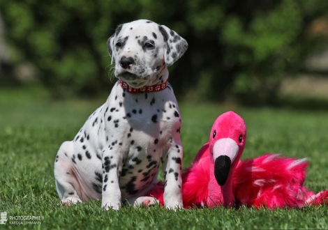 Female, colour white - black (collar red)